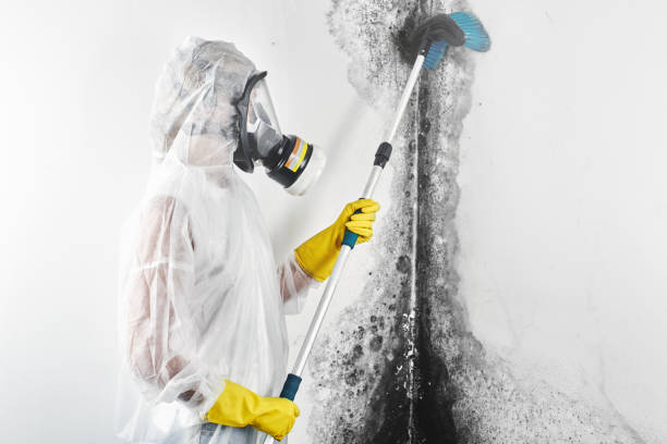 Best Biohazard Mold Removal  in Hacienda Heights, CA