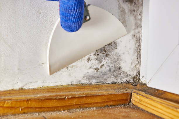 Best Commercial Mold Inspection  in Hacienda Heights, CA